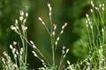 Decurrent False Aster Seeds (500) Boltonia decurrens Native Wildflower for Prairie Gardens & Pollinator Habitats