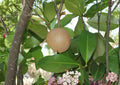 Live Mamey Apple Fruit Tree – Mammea americana, 12–24 Inches Tall, Tropical Edible Landscape, Rare Evergreen Fruit Tree