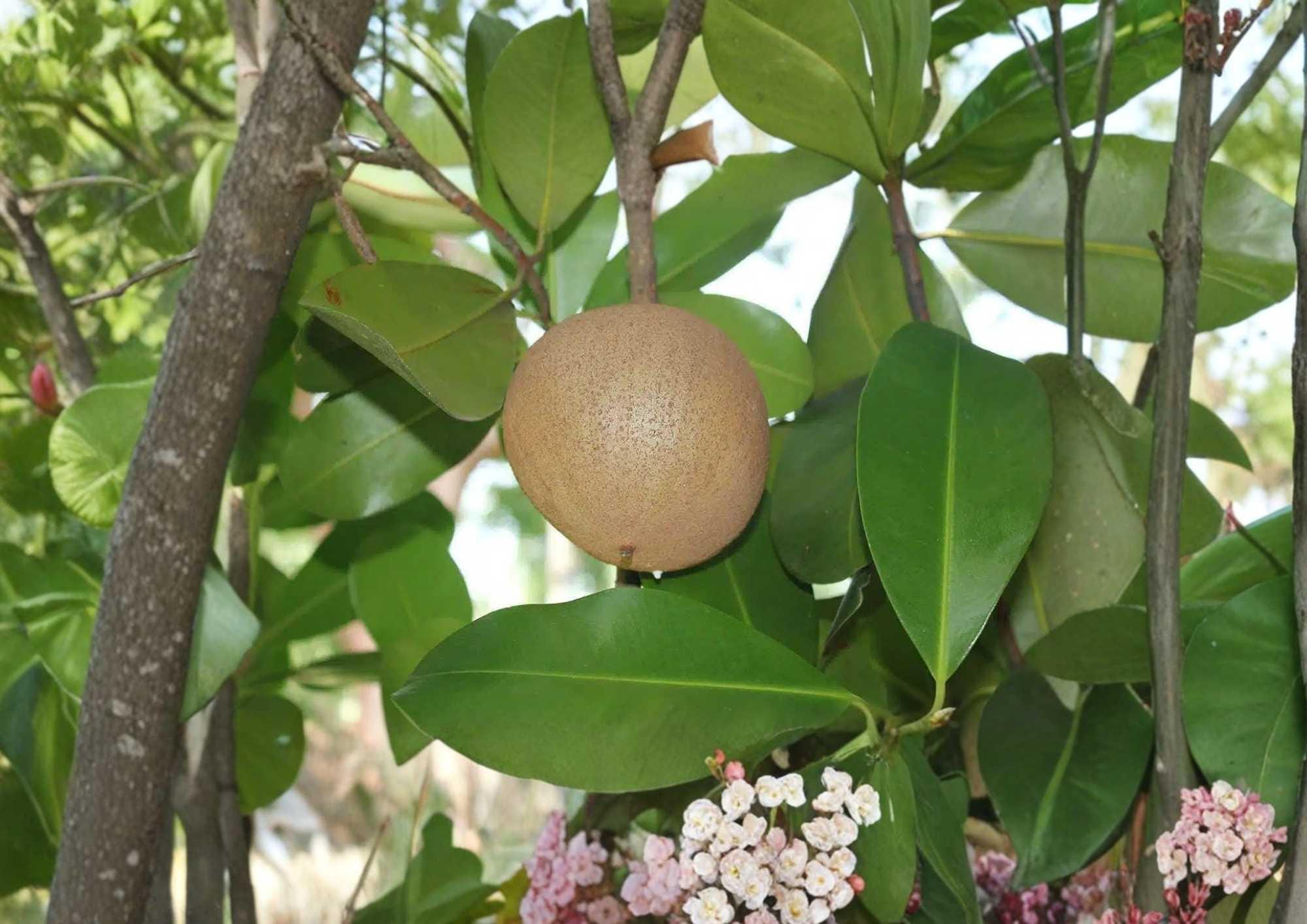 Live Mamey Apple Fruit Tree – Mammea americana, 12–24 Inches Tall, Tropical Edible Landscape, Rare Evergreen Fruit Tree