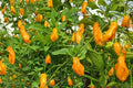 Trinidad Perfume Pepper Seeds – Capsicum chinense Sweet, Aromatic, Mild Heat, Garden & Container Planting