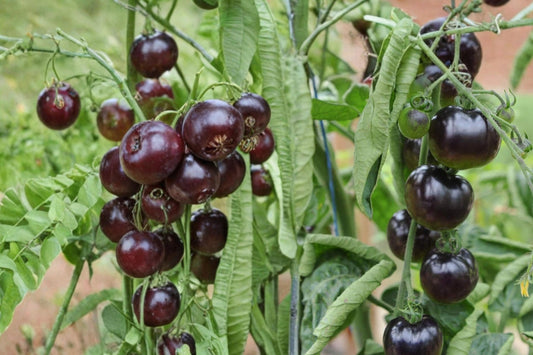 Black Pearl Cherry Tomato Seeds – Solanum lycopersicum Dark Fruit, Small Cherry Tomatoes for Garden & Container Planting