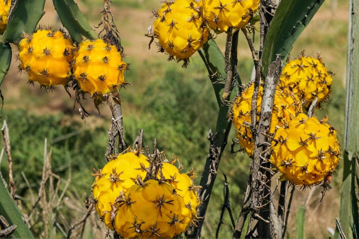 Yellow Dragon Fruit Seeds – Hylocereus megalanthus, Climbing Cactus, Tropical Fruit, Edible, 30 Seeds