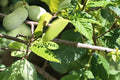 Pawpaw Tree Seeds – Asimina triloba – Edible Fruit, Native North American Fruit Tree, Garden Plant, 10 Seeds