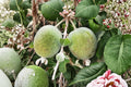 Pineapple Guava Seeds – Acca sellowiana – Edible Fruit, Ornamental Shrub, Tropical Fruit Plant, Garden Tree