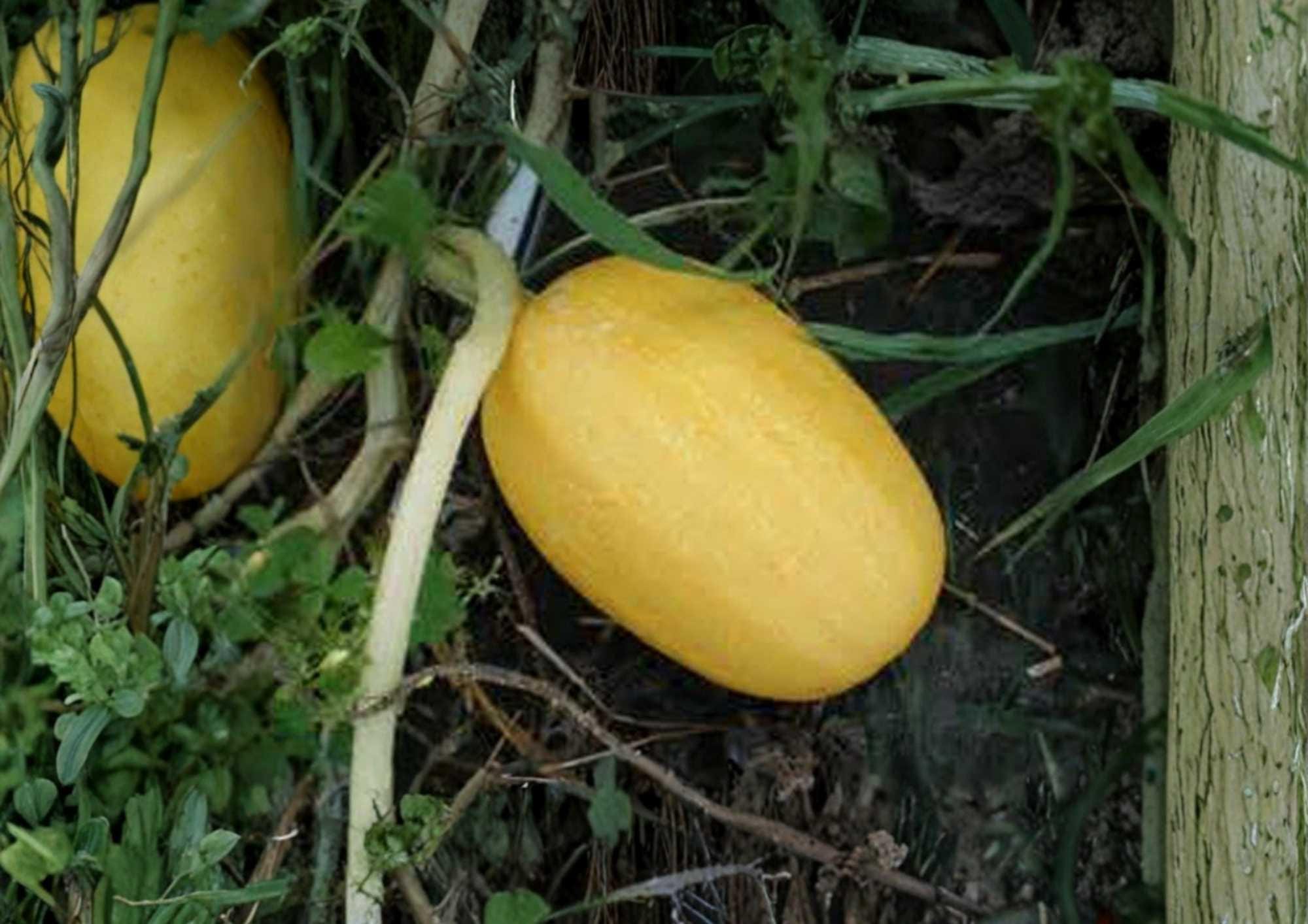 25+ Organic Heirloom Spaghetti Squash Seeds | Non-GMO Winter Squash for Garden Planting | Stringy Flesh, High Yield, Versatile Cooking