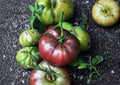 Black Sea Man Tomato Seeds – Heirloom, Rare, Dark Purple-Red Medium Fruits, Rich Flavor, High Yield, Garden Planting