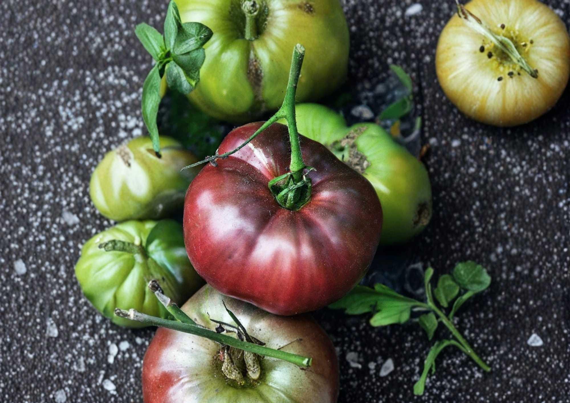 Black Sea Man Tomato Seeds – Heirloom, Rare, Dark Purple-Red Medium Fruits, Rich Flavor, High Yield, Garden Planting