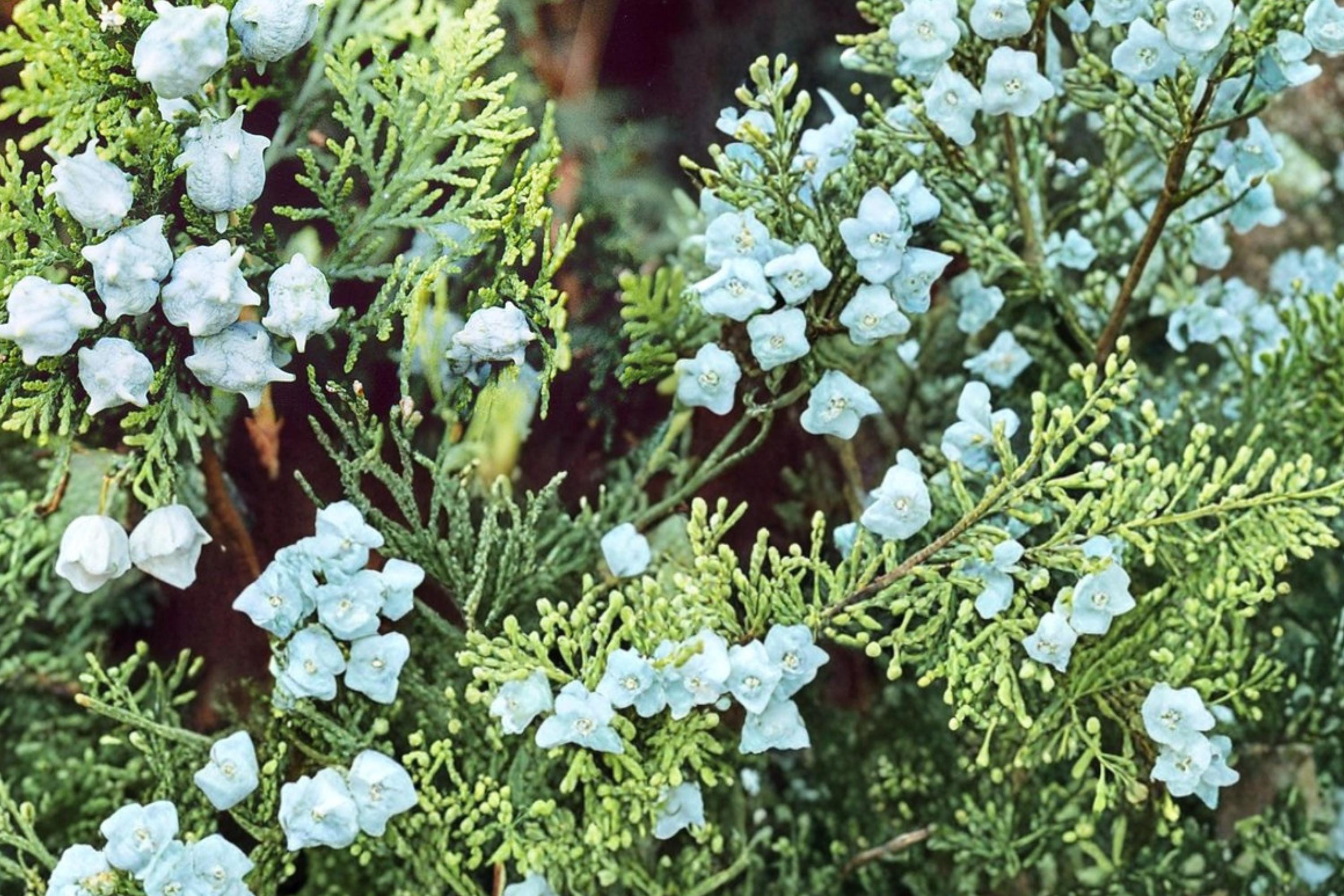 Oriental Arborvitae Seeds – Platycladus orientalis – Evergreen Conifer for Hedging & Ornamental Landscaping