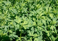 1500+ Alfalfa Microgreens Seeds Non-GMO Heirloom Cover Crop for Sprouting, Salad Greens, Garden Planting