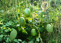 West Indian Gherkin Seeds – 100+ Spiny Burr Cucumber Seeds for Pickling, Vine Planting, Gourmet Salad, High Yield Cucumis anguria