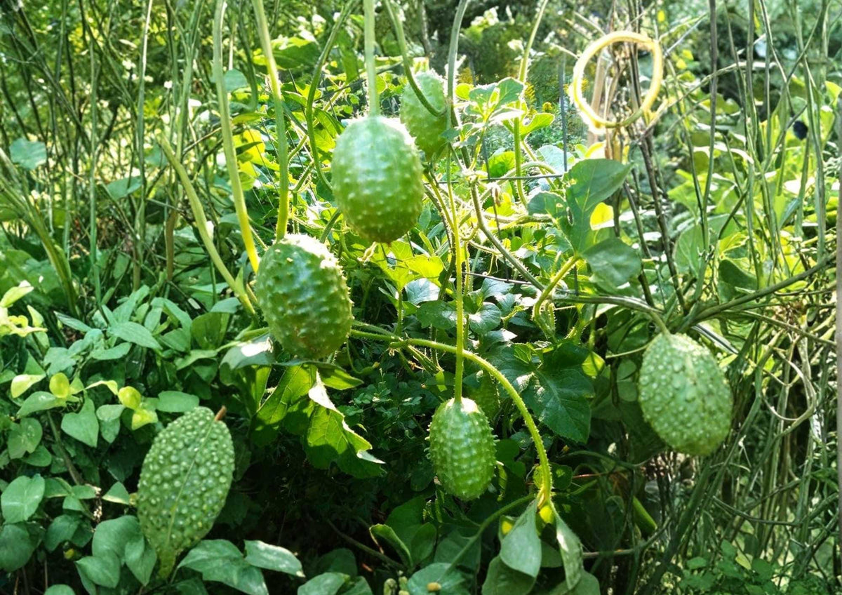 West Indian Gherkin Seeds – 100+ Spiny Burr Cucumber Seeds for Pickling, Vine Planting, Gourmet Salad, High Yield Cucumis anguria