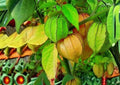 50+ Cape Gooseberry Seeds – Rare Heirloom Physalis peruviana Fruit Seeds for Garden Planting, Tropical, Sweet & Tangy
