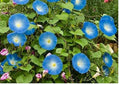Heirloom Morning Glory Seeds – Heavenly Blue Climbing Vine with Sky-Blue Flowers for Garden, Trellis, Fence, Vertical Display
