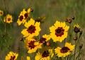 200+ Plains Coreopsis Seeds - Drought-Resistant Wildflower Seeds for Garden, Bright Yellow, Pollinator-Friendly, Easy to Grow