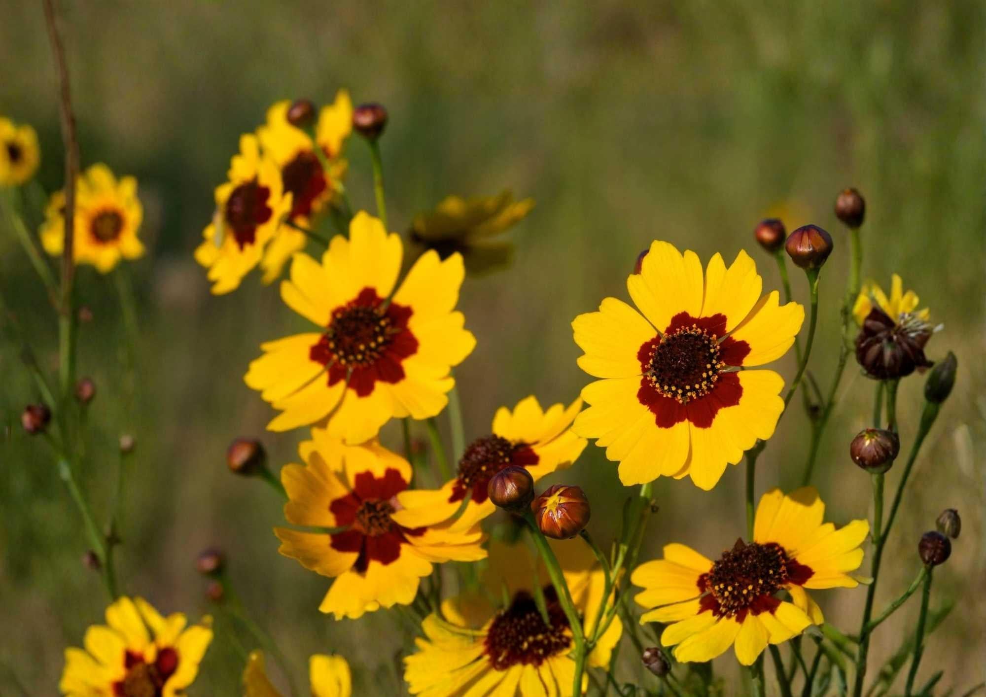 200+ Plains Coreopsis Seeds - Drought-Resistant Wildflower Seeds for Garden, Bright Yellow, Pollinator-Friendly, Easy to Grow