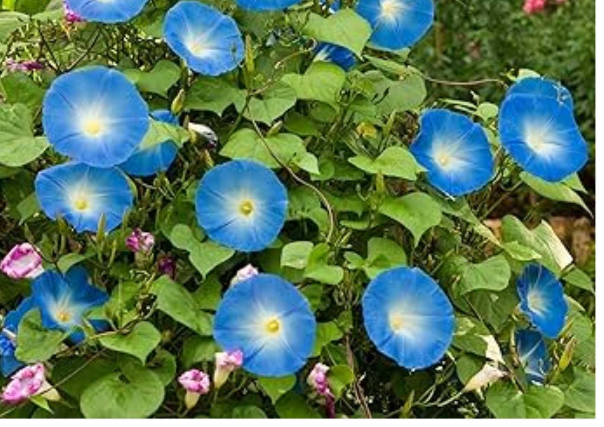 Heavenly Blue Morning Glory Seeds Climbing Vine Sky-Blue Flowers for Garden, Fast-Growing Ornamental Trellis Plant