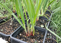 Japanese Red Beard Bunching Onion Seeds, Heirloom, Colorful Red and Green Scallions, High Yield Vegetable for Garden Planting