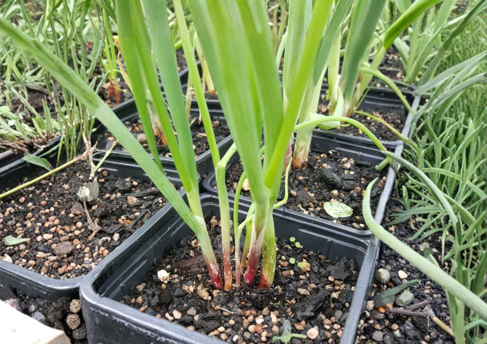 Japanese Red Beard Bunching Onion Seeds, Heirloom, Colorful Red and Green Scallions, High Yield Vegetable for Garden Planting