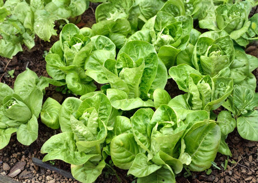 Buttercrunch Butterhead Lettuce Seeds, Non-GMO Vegetable Seeds for Garden, Salad Greens, Crisp, Sweet, High Yield, Lactuca sativa