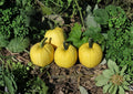 Mellow Yellow Pumpkin Seeds - Rare Ornamental Bright Yellow Gourds for Garden Planting, Decorative Fall Pumpkin Seeds