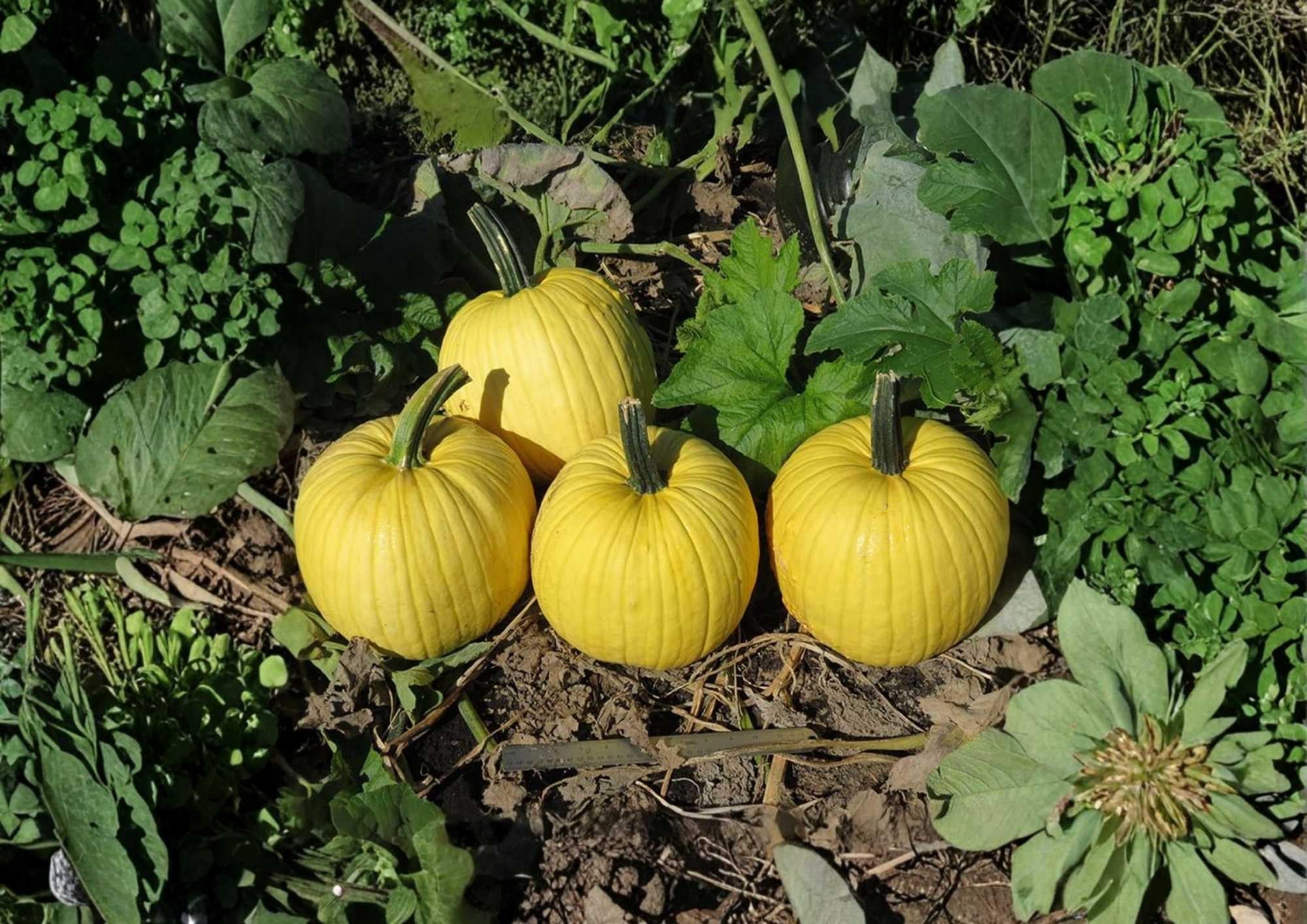 Mellow Yellow Pumpkin Seeds - Rare Ornamental Bright Yellow Gourds for Garden Planting, Decorative Fall Pumpkin Seeds