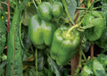 Big Bertha Sweet Pepper Seeds – Heirloom Organic Non-GMO, Large Bell Peppers, Thick-Walled, Garden Planting, Rare Vegetable Seeds