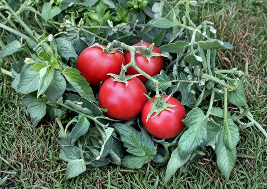 120+ 42 Day Heirloom Tomato Seeds, Fast-Ripening Red Fruit, High Yield, Short Season, Solanum lycopersicum