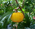 Ross Sapote Canistel Cuttings – Tropical Fruit Tree Propagation, Ross Sapote (Pouteria sapota), 3 Fresh Rooting Cuttings