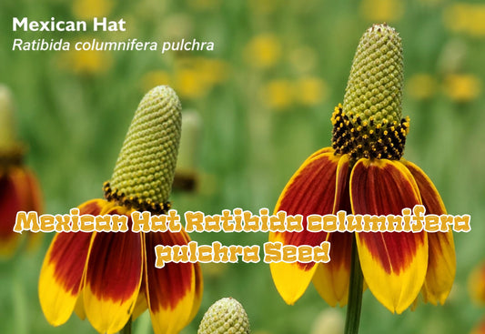 100 Clasping Coneflower Seeds Rudbeckia amplexicaulis Yellow Wildflower Seeds Pollinator Friendly Native Prairie Flower