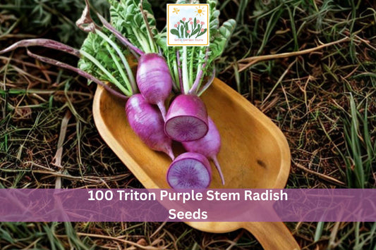 100 Triton Purple Stem Radish Seeds – Colorful Vegetable Microgreen Seeds for Container & Garden Planting Raphanus sativus