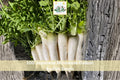 100 Japanese Minowase Daikon Radish Seeds | Long White Root Vegetable Seeds for Garden Planting