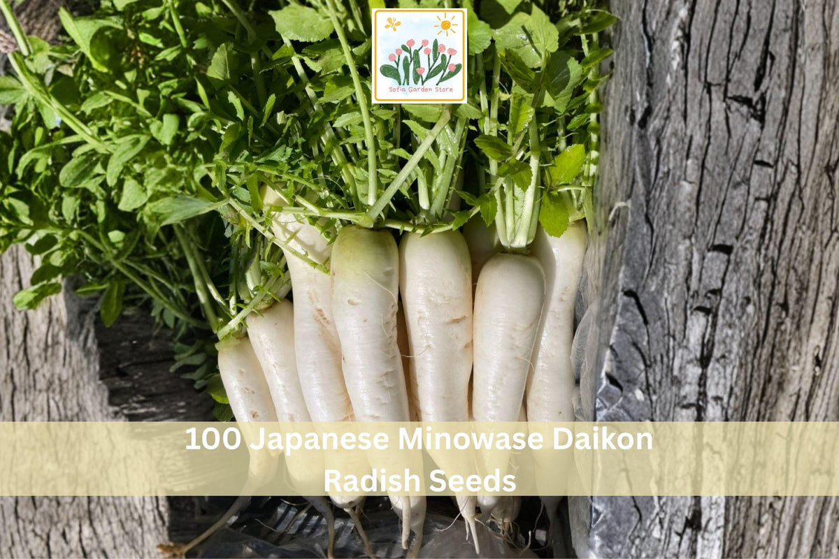 100 Japanese Minowase Daikon Radish Seeds | Long White Root Vegetable Seeds for Garden Planting