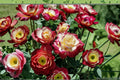 Double Delight Rose 3 Cuttings â€“ Rosa hybrid