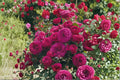 Celestial Night Rose 3 Cuttings â€“ Rosa hybrid
