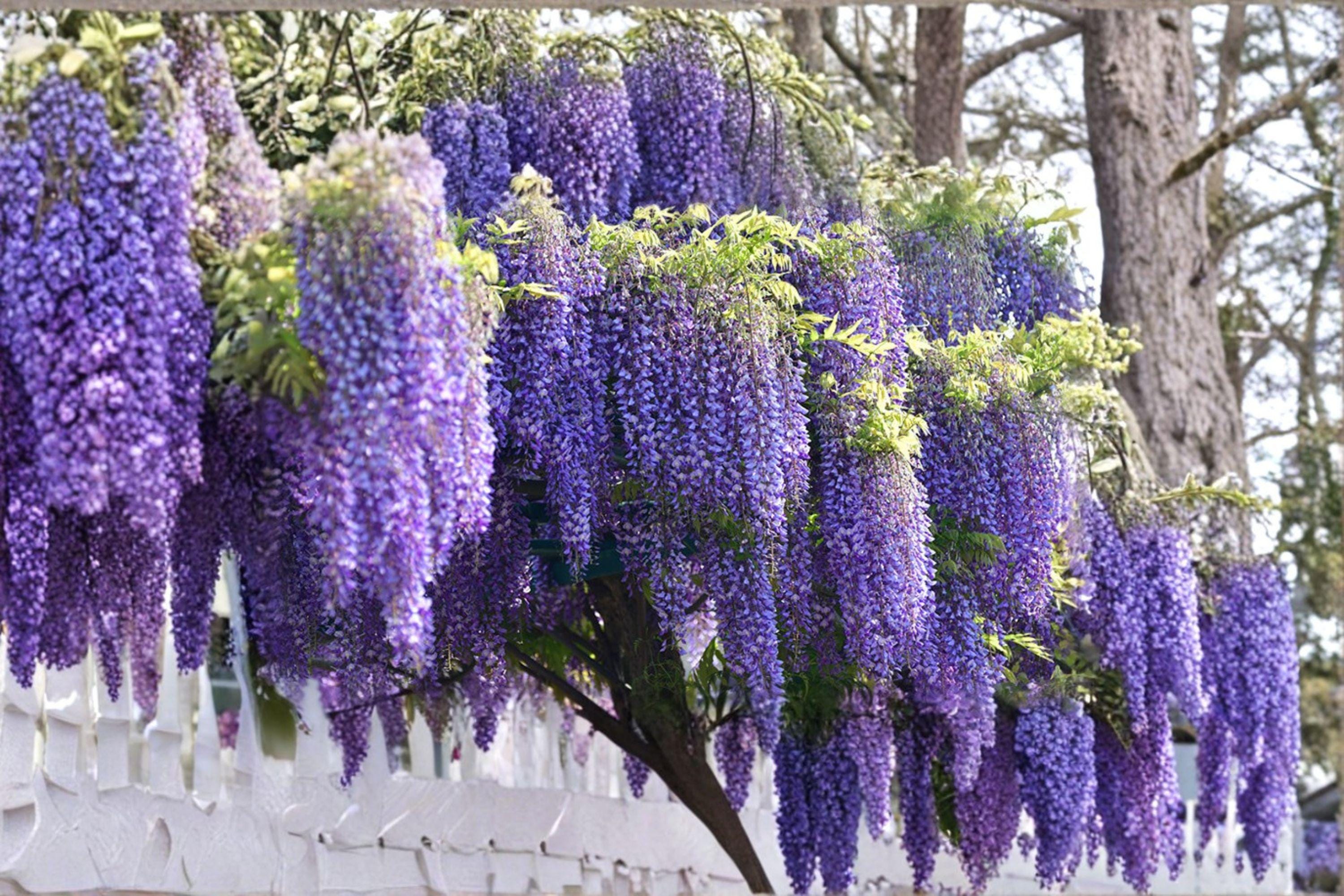 Japanese Wisteria 5 Cuttings â€“ Wisteria floribunda