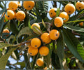 Live Loquat Seedling Pair – Japanese Fruit Trees, Evergreen, Fast Growing, Edible Landscaping, USDA Zones 8-11