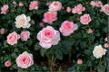 Pink Promise Rose 3 Cuttings â€“ Rosa hybrid