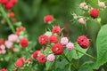 Thimbleberry Seeds – Rubus parviflorus, Native Fruit Shrub with Edible Red Berries & White Flowers, 50 Seeds