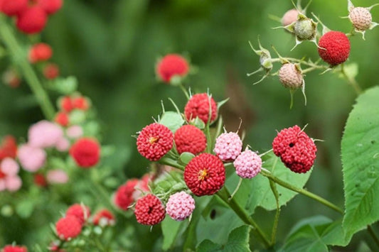 Thimbleberry Seeds – Rubus parviflorus, Native Fruit Shrub with Edible Red Berries & White Flowers, 50 Seeds