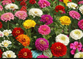 California Giant Zinnia Seeds, Mixed Colors, Flower Seeds for Garden, Pollinator Friendly, Cut Flowers