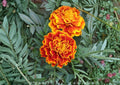 French Marigold Seeds, Sparky Mix, Heirloom Flower Seeds for Garden, Bright Orange and Yellow Blooms, Compact Pollinator-Friendly Plants