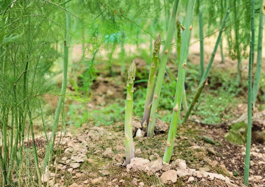 100+ UC 157 F2 Asparagus Seeds – Heirloom Vegetable Seeds for Garden Planting, Perennial Green Spears, High-Yield Crop