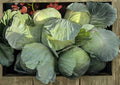 Golden Acre Cabbage Seeds – Heirloom Non-GMO Vegetable Seeds for Early Compact Green Heads, High Yield, Sweet Crisp Edible Heads