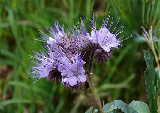 1000+ Lacy Phacelia Seeds, Purple Tansy Flower Seeds for Garden, Pollinator Attractant, Cover Crop, Soil Builder, Fast Growing