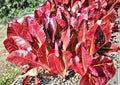 Red Romaine Lettuce Seeds - Heirloom Organic Non-GMO Vegetable Seeds for Garden Planting, Crisp Burgundy Green Leaves