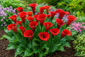 Calla Lily Bulbs Red Alert - Live Flower Plant Zantedeschia spp. for Garden, Border, or Container Planting