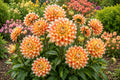 Dahlia Bulb Tuber Clumps - Peaches & Cream Variety - Decorative Flowering Plant - Dahlia pinnata