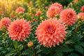 Fairway Spur Dahlia Tuber Clump | 10-Inch Dinner Plate Flowers | Dahlia pinnata Perennial Bulb for Garden & Cut Flowers