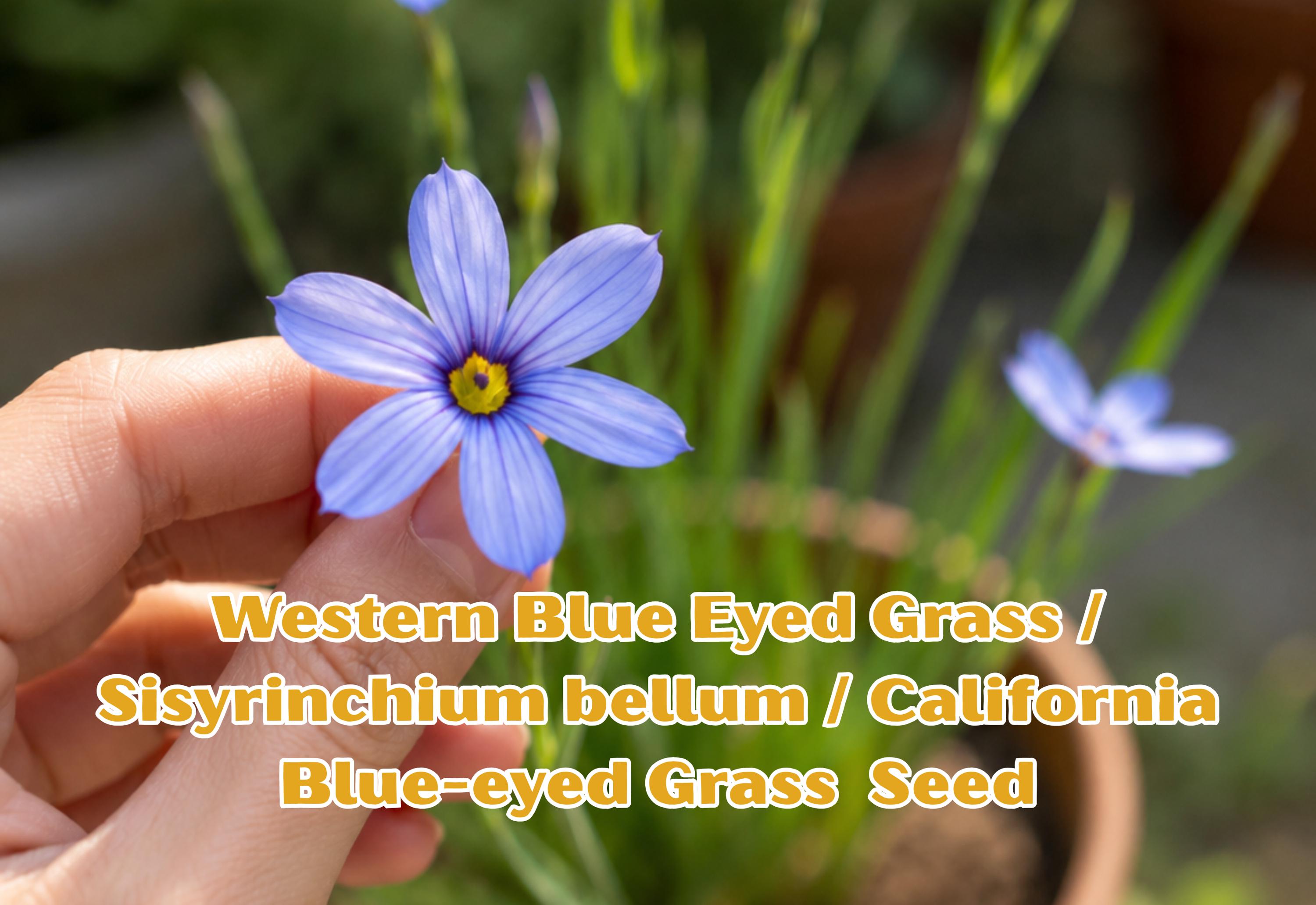 Blue Sage Seeds – Salvia farinacea, Mealycup Flower, Pollinator-Friendly, Blue-Violet Blooms, Easy to Grow, Butterfly & Bee Attractant