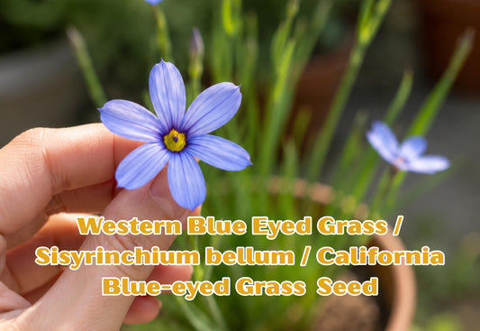 Blue Sage Seeds – Salvia farinacea, Mealycup Flower, Pollinator-Friendly, Blue-Violet Blooms, Easy to Grow, Butterfly & Bee Attractant